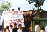 An Elephant parading the immunization message